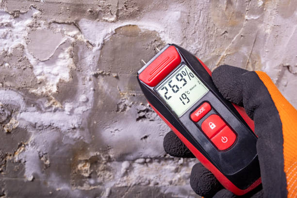 Best Black Mold Remediation in Holton, KS