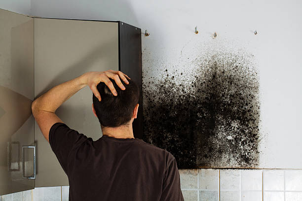 Best Localized Mold Remediation (e.g., coastal areas, humid climates) in Holton, KS